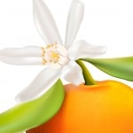 شکوفه پرتقال ماندارین